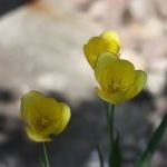 Geltonos tulpės